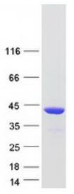 SDS-PAGE (RAD51-125H).jpg